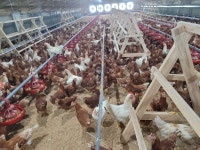 참사랑농장 산지 직송 동물복지 무항생제 유정란 2번 30구 : 올바로마켓