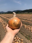 친환경 무농약 양파 햇양파 저장양파 조생 중생 만생 2kg 3kg 5kg : 친환경 농산물 다온팜