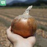 친환경 무농약 양파 햇양파 저장양파 조생 중생 만생 2kg 3kg 5kg : 친환경 농산물 다온팜