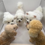 [취미반] 반려동물 강아지 양모펠트 전신 : 바우공방 bowstudio
