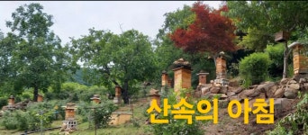토종꿀(꿀벌집그대로)  1kg 예약주문가능 : 산속의아침