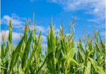 예약중 강원도 강릉 홍찰옥수수 산지직송 20개 알록이 제철 옥수수 생옥수수 : 사천이안딸기