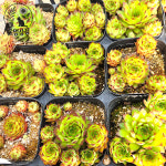 [풀멍상점]  보스코 바위솔 /  노지.월동 야생/ 선별발송 분채배송/ 방수라벨 이름표포함.  농장직접 배송 : 풀멍상점