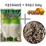 김장철이벤트 서호무씨앗2000립 + 쪽파종구500g 무료배송패키지 : 씨앗하우스