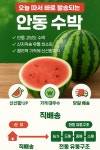 고당도 설탕 수박 당일경매 안동 수박 : 과일쿵