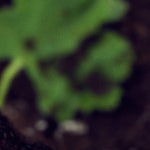 논픽션 인더샤워 오드퍼퓸 100ml : 논픽션