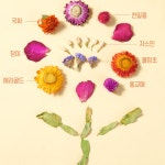 피그미다람쥐 용품 베딩 햄스터 꽃잎베딩 톱밥 대용 드라이플라워 50g : 슈크림쏨 하우스