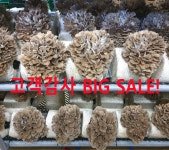 생잎새버섯 600g 농장직송 바로세움버섯 재배농장 건조잎새버섯 종균 배지분양 : 바로세움버섯