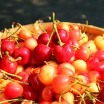 국내산 프리미엄 생 체리 경주체리 1kg : 다다farm