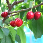 국내산 프리미엄 생 체리 경주체리 1kg : 다다farm