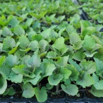 텃밭 방아잎모종 배초향 허브 꽃모종 10포기 : 텃밭 농원