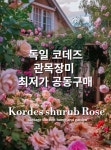 코티지더베르 독일 코데즈 관목장미 3년생 벤타이머골드 : 코티지더베르