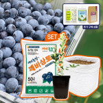 깨비농장 블루베리 재배 1주 키우기 세트 [블루베리 나무+화분+상토] : 깨비농장