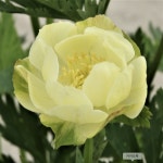 금매화 뉴문 4치포트모종 야생화모종 노지월동야생화 다년생꽃 : 가든아울렛