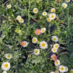 원평소국 노지월동 야생화 화단 소국 국화 : 올데이플랜트