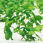 [양림해오름농장]바질 바질허브 바질잎 식용허브 허브생잎 100g : 양림 해오름 농장