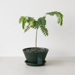 마흘 타마린드 소형 움직이는 실내식물 보트팟 세트 : 플랜트마흘