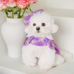 강아지 하이틴 베레모 펫츠앤미 XS 강아지 악세사리 촬영소품 : 펫츠앤미스토어