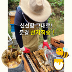 문경벌꿀 선물 세트 사과 꽃/아카시아/야생화/오미자 단체선물 350g 2 / 300g1 : 알라딘 지니유통