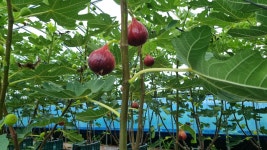 [찬찬농장] 무화과 농약치지 않은 홍무화과  당일수확 농장직송 : 찬찬농장