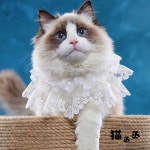 고양이 강아지 레이스 스타일 백사 S용 보크노트 레이스 XS-초소형 메시 도그 애견 반려동물 FR컬러 더블 프린세스 반려 촬영 프린세스 백사... 