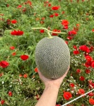 26년 첫 함안 연이네농장 산지직송 선물용 고당도 노을메론 4kg : 연이네메론