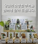 로티맘이 소개하는 사진컵에 반려식물을 키워보세요. : 컵속에