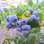 제주도 블루베리 크기별 1kg 애월 귤빛정원 농장 산지직송 : 제주귤빛팜