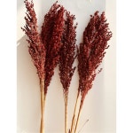 말린수수꽃 촬영소품 퍼포먼스소품 드라이플라워백 조경레이아웃 원색10수이삭 50 50 원색10수이삭 드라이플라워백 : 유니 트레이드