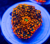 [Soft]  스페셜 오렌지 리코디아 : 코통령