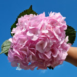 (생화공장) 수국 7Color 생화꽃 싼집 양재꽃시장 도매 경매 택배 발송 : 365꽃시장