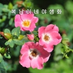 웨딩찔레 [3개 복남이네야생화 모종 핑크 찔레장미 rose] : 복남이네야생화