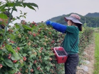 25년 복분자 생과 5kg ,10kg 토종복분자 예약 : 에덴농원