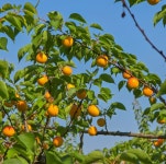 쨈용 살구 자두 2kg 4kg(크기혼합) : 오얏농장