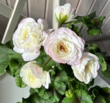 러시아의 아름다움 러시아제라늄 : 다온제라