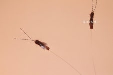 [고야미] 초파리 고양이장난감 : 고야미 GOYAMI