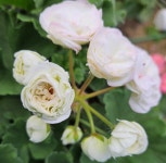 샤샤의봄날 제라늄 : 다온제라