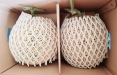 [형주네 멜론농장]산지직송★고창멜론-프리미엄 고당도 제철 꿀멜론 16Brix, 5kg, 2개 : 형주네멜론농장