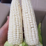 미백 찰옥수수 : 이케이 푸드