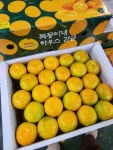 첫수확 하우스 귤 3kg : 과일소담촌하남점