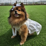 강아지 웨딩드레스 맞춤옷 원피스 화견 화동 고양이옷 S : 이누네코 2025