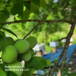 토종벌이 기른 자연 매실(주문 후 따서 보내드려요)5kg : 나비꿈 그림책 정원