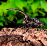 [국내배송] 반다이 생물대도감 장수풍뎅이 8탄 01 넵튠장수풍뎅이 곤충 피규어 가챠 : ACT 몰