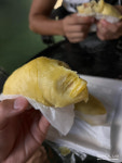 두리안 묘목 (D.zibethinus) 천국의 맛과 지옥의 향을 가진 열대과일 : 트로피컬랩