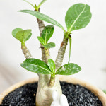 와이키키농장 아데니움 오베숨 뚱베숨 책상 코덱스 아프리카식물 귀여운 인테리어 소품 선물 : 와이키키 농장