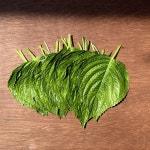 유기농 깻잎 600g 소망농장 안호현 농부님 혈당개선 특허 농산물 : 발리 마켓