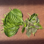 햇 유기농 깻잎 깻순 소망농장 안호현 농부님 산지직송 200g : 발리 마켓