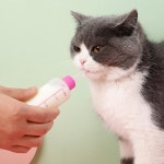 새끼고양이젖병 아기고양이젖병 60ml : 빵네집