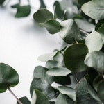 [AW 에센셜 오일] A07 유칼립투스 (Eucalyptus) 100ml : 젤캔들샵