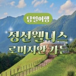 [역장투어-당일여행] 정선 웰니스 여행 로미지안 가든수국/자작나무/치유의숲 : 역장투어